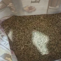 نخود و عدس|حراج|بزینه رود, |دیوار