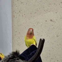 کوتوله برزیلی ماده مست