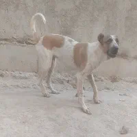 توله سرابی اصیل 1ساله ماده