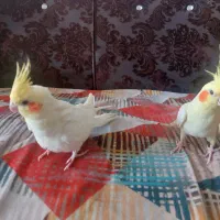 سلام جفت دستی سخنگو عروس هلندی