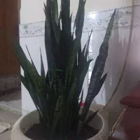 گل سانسوریا بزرگ وپرپشت