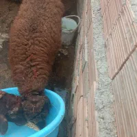 بره  نر آماده برای قربانی