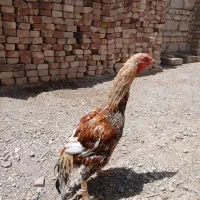 خروس ترکی وخروس محلی دورگه لاری
