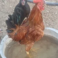 خروس سرحال