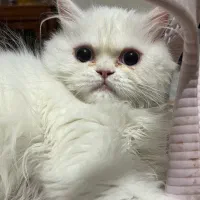 گربه|گربه|کرمان, |دیوار