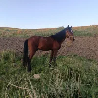 حیوان اهلی