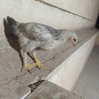 جوجه رسمی و اصیل