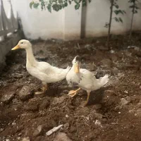 اردک