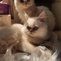 گربه پرشین ۵ماه خونگی