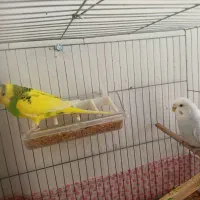 مرغ عشق نر و ماده