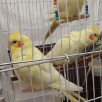 طوطی عروس هلندی