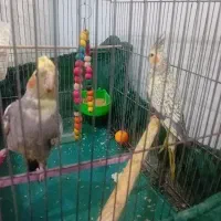 عروس هلندی نر و ماده