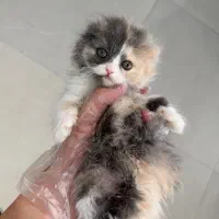 توله گربه اسکاتیش لانگ هیر ۳ ماهه