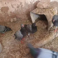 کبوتر پلاکی