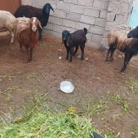 بوزقاله ماد