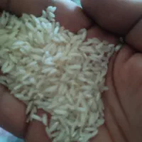 برنج  طارم هاشمی