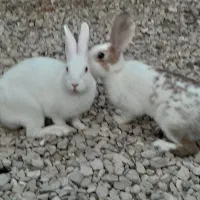 فروش خرگوش