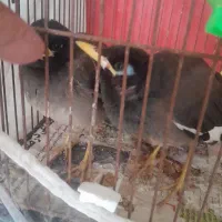 دوتا مینا نره شاه تخم ۲ ماهه