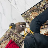 جوجه مینا افغان دستی فول اماده سخنگو شدن