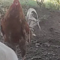 خوروس