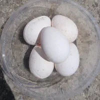 تخم بوقلمون نطفه دار نژاد برنز