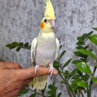 شش عدد عروس هلندی