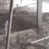 خریداری  جمع آوری کود فضله کبوتر وحشی شیروانی سوله