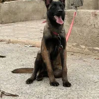 توله مالینویز اصیل درایوA