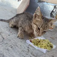 گربه آروم و مودب جهت سرپرستی (رایگان)