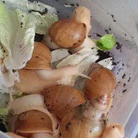 حلزون اچاتینا