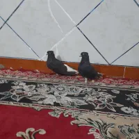کبوتر اشعل