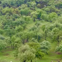 زمین-مسکونی-زهوکی-کلوت