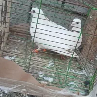 انواع کبوتر