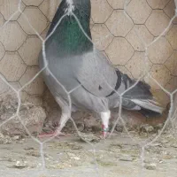 نر خرقه کیپ روس ماده گلین قدیمی