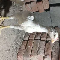 جوجه لاری ۵۲ روزه