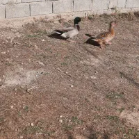 اردک پروازی بالغ