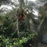 پنج عدد درخت خرما جلو خونه