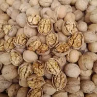 فروش گردو مستقیم از تولیدی