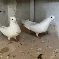 کفتر