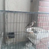 سهره کرمونی مست مست