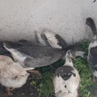 غاز|حیوانات مزرعه|کرمان, |دیوار