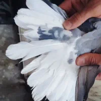 کبوتر