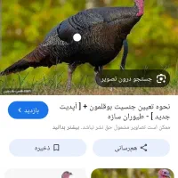 بوقلمون پیدا شده