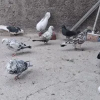 کفتر|پرنده|یزد, |دیوار