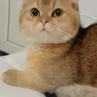 گلد ny11 هشت ماهه پسر