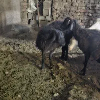 میش و بره