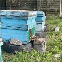 زنبور عسل کارنیکا زیر قیمت
