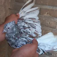 کبوتر  دم سفید کاکول میخ وقیره
