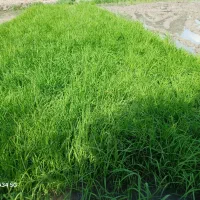 فروش-بذر-شالی-آماده-نشا-90روزه