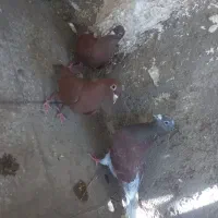 سرخ گوک